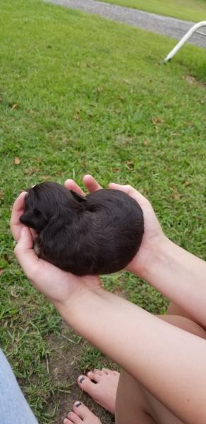 Schnauzer Puppy