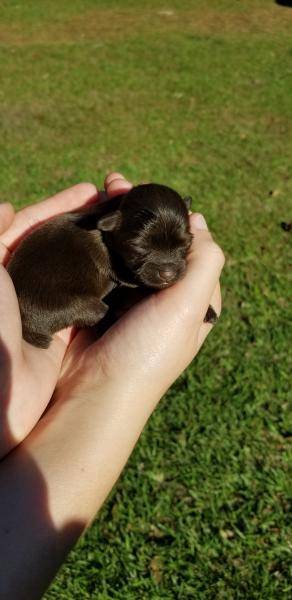 Female, liver Schnauzer newborn