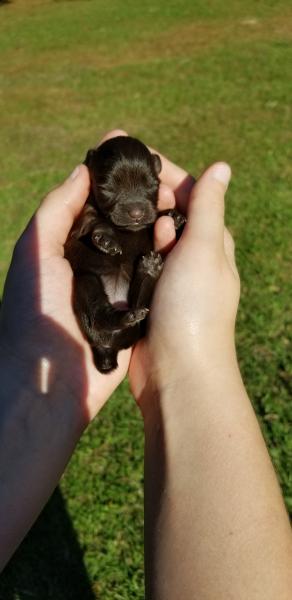 Female, Newborn Schnauzer