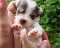 Schnauzer Puppy