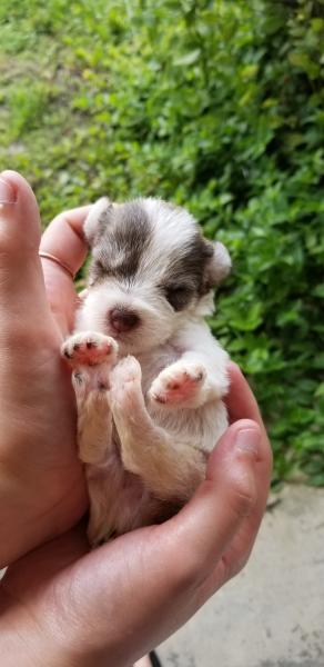 Schnauzer Puppy