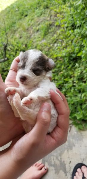 Schnauzer Puppy