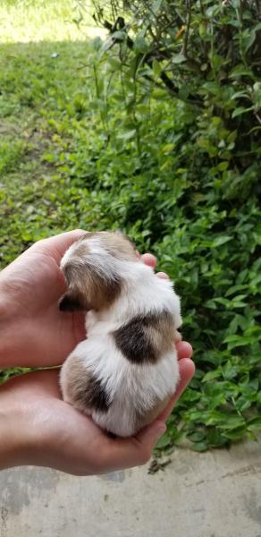 Schnauzer Puppy