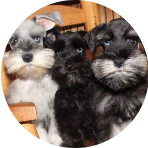 Schnauzer Breed Sizes