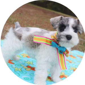 Schnauzer Breed Colors