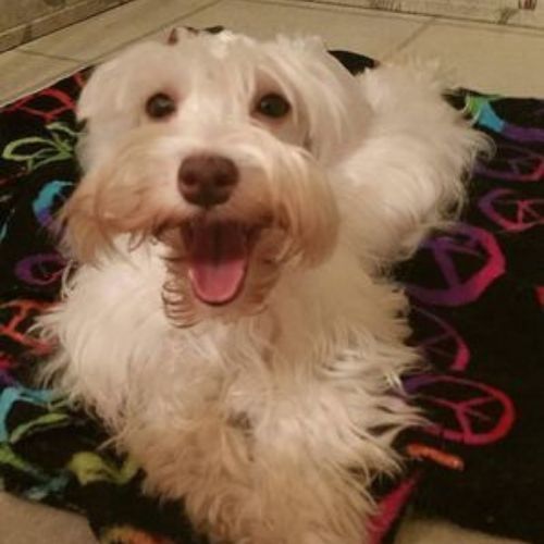 Photo of  Cotton... is my beautiful 8 1/2 lb white chocolate mega coat girl. She is goofy, carefree, and fun-loving schnauzer. Could not have asked for a better girl to join our home and our Loyal Luv's.