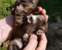 Female Schnauzer Puppy