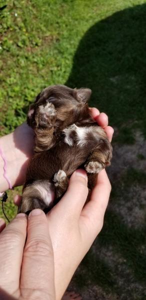 Female Schnauzer Puppy