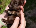 Female Schnauzer Puppy