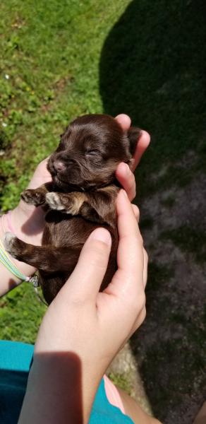 Female Schnauzer Puppy