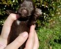 Week Old Schnauzer Puppy