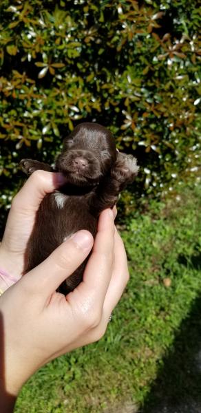 Week Old Schnauzer Puppy