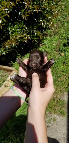 Schnauzer Puppy at One Week