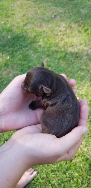 Male newborn Schnauzer