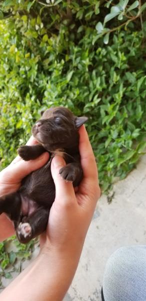 Schnauzer Puppy