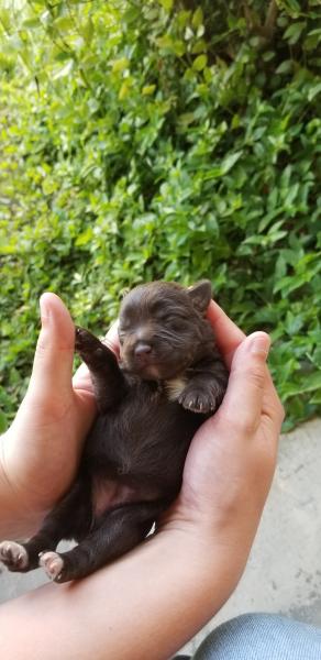 Schnauzer Puppy