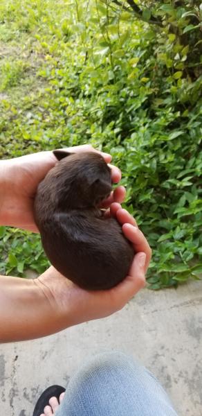 Schnauzer Puppy