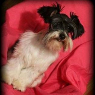 Female Schnauzer 