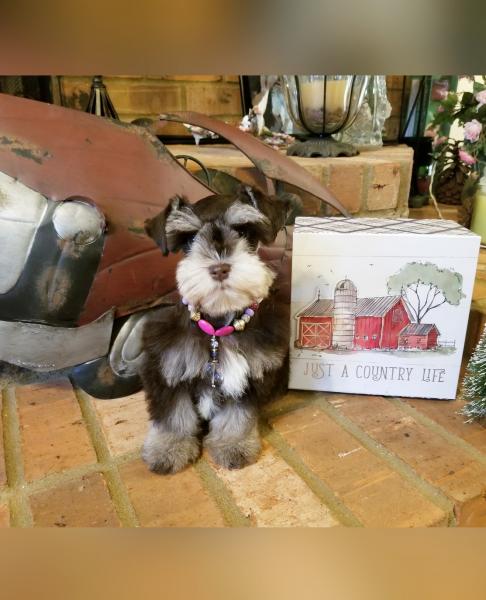 Female liver and tan schnauzer puppy