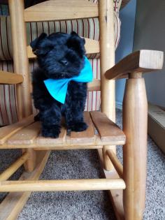 Black Schnauzer Puppy with Bow Tie in Chair 