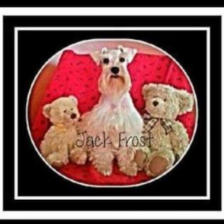 Jack is my beautiful white 8 lb mega coat boy. Father to famous service alert dog Quinnelan! Jack is not only stunning, but also intelligent, faithful, patient, and willing-to-learn! We are overjoyed to have Jack in our breeding program, and more importantly in our lives. 