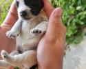 Schnauzer Puppy