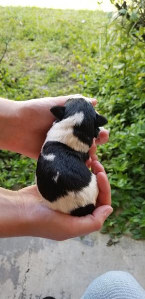 Schnauzer Puppy