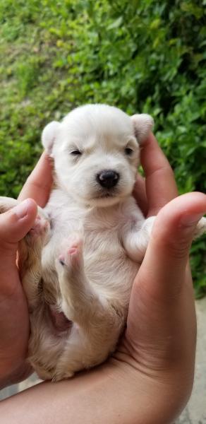 Schnauzer Puppy