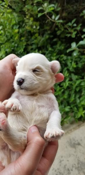 Schnauzer Puppy