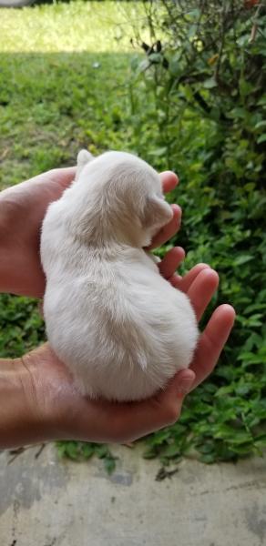 Schnauzer Puppy