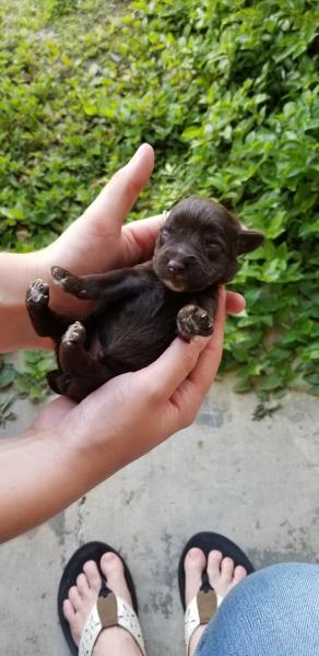 Schnauzer Puppy