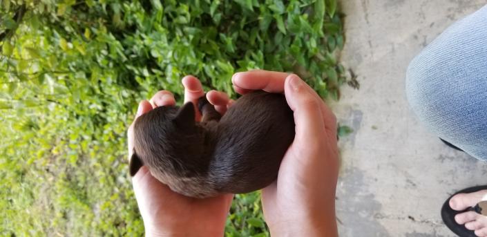 Schnauzer Puppy