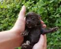 Schnauzer Puppy