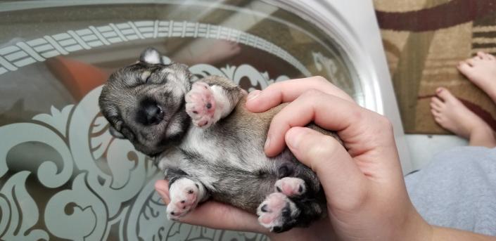 Salt and Pepper Schnauzer Puppy