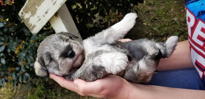 Salt & Pepper male schnauzer puppy