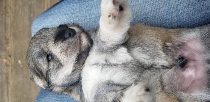 Four week old schnauzer puppy