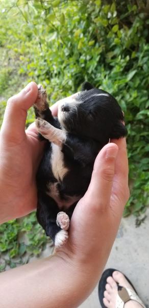 Schnauzer Puppy