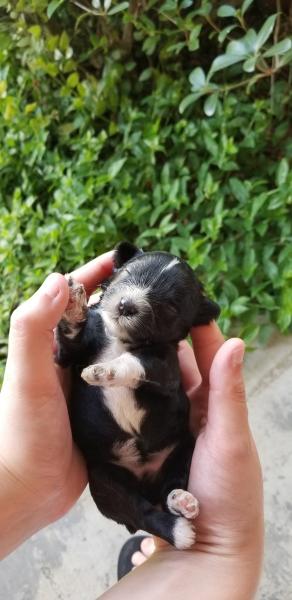 Schnauzer Puppy