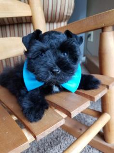 Black Schnauzer Puppy with Blue Bow Tie 