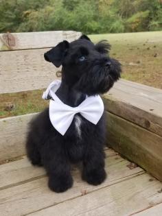 Black Teacup Schnauzer Puppy 