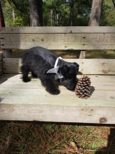 Black Schnauzer Puppy Playing with Pinecone 