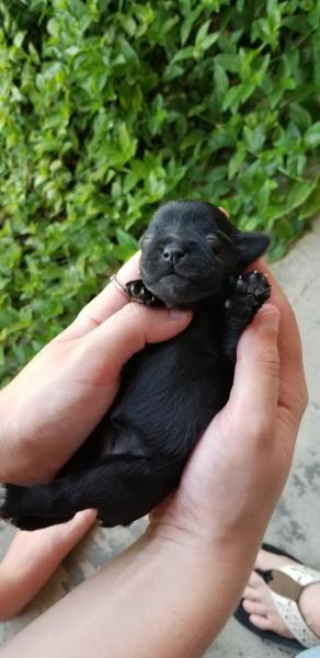 Schnauzer Puppy