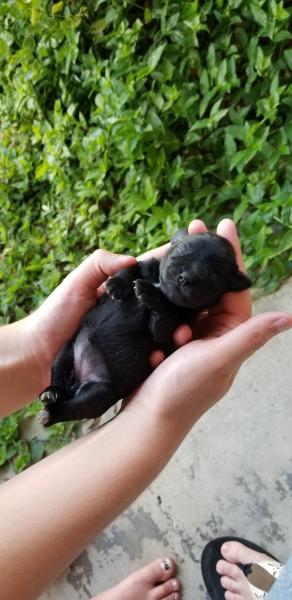 Schnauzer Puppy