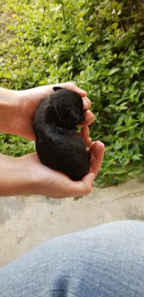 Schnauzer Puppy