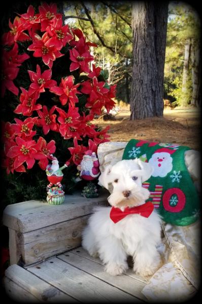 Male White Chocolate Schnauzer Puppy