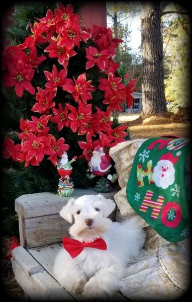 White chocolate schnauzer puppy