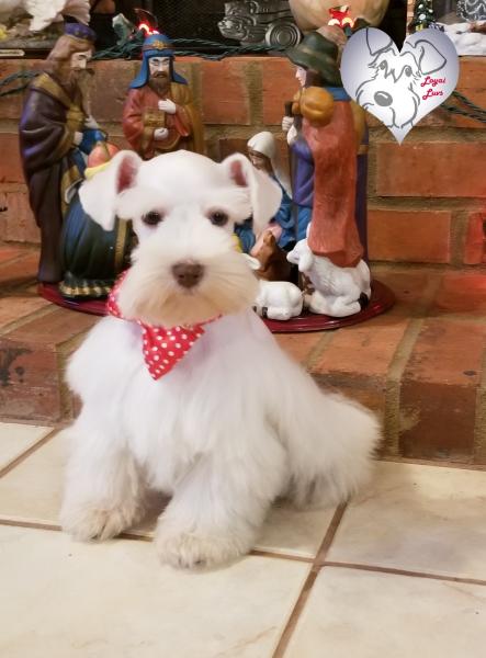 White Chocolate Schnauzer Puppy