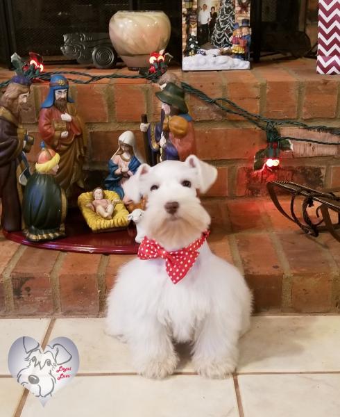 Male White Schnauzer puppy