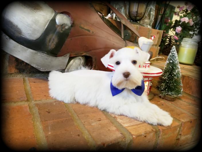 10 Week white chocolate male Schnauzer puppy