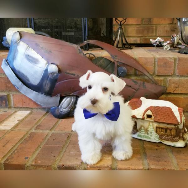 White Chocolate Schnauzer puppy